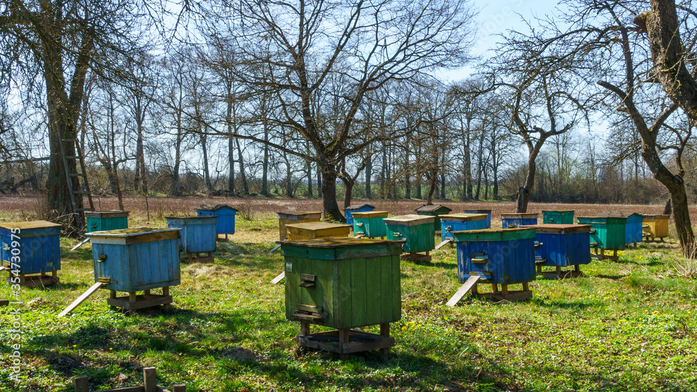 Colorful wooden beehives and bees in apiary near white acacia forest. Beekeeping or apiculture. Concept of countryside business.