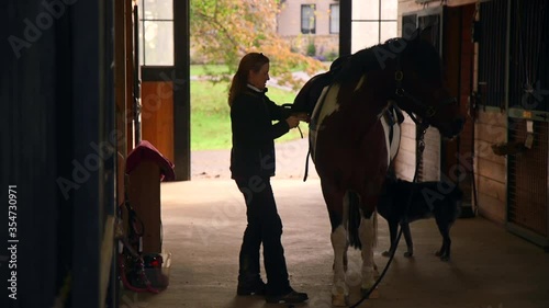 Woman Tightening Girth on Chincoteague Pony in a Barn