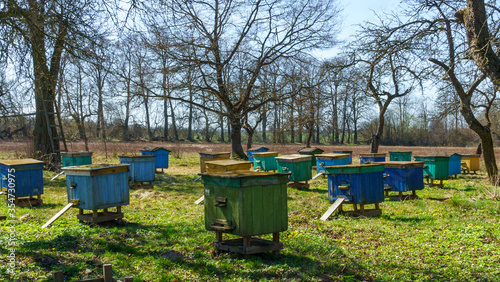 Colorful wooden beehives and bees in apiary near white acacia forest. Beekeeping or apiculture. Concept of countryside business.