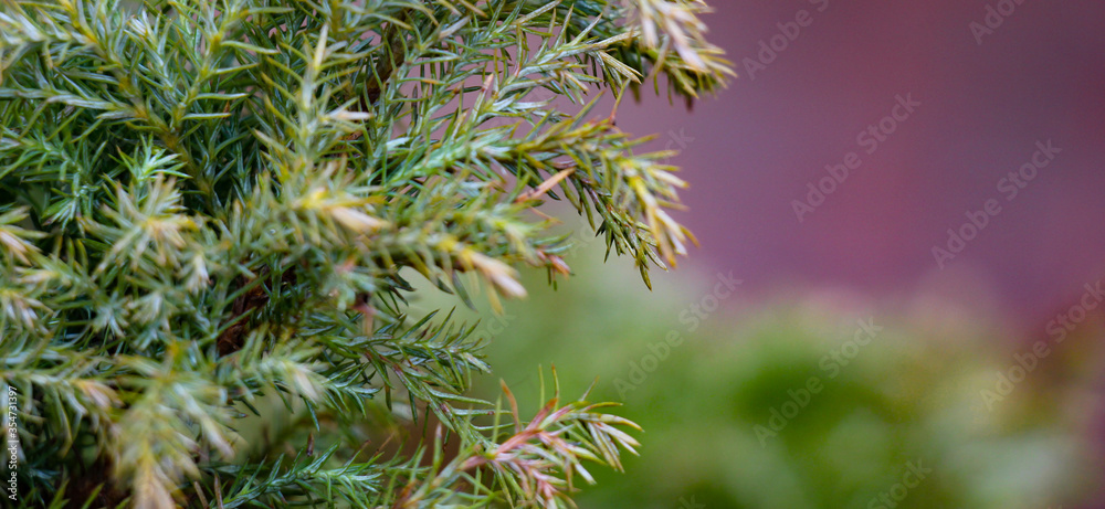 Green juniper branch close-up with blurry background Green juniper branch close-up with blurry background