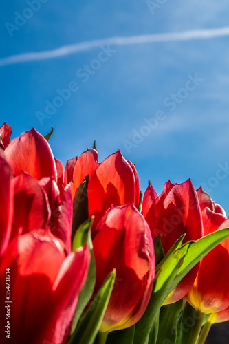 red tulips and blue sky