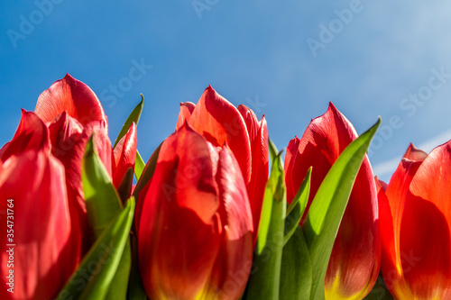 red tulips and blue sky