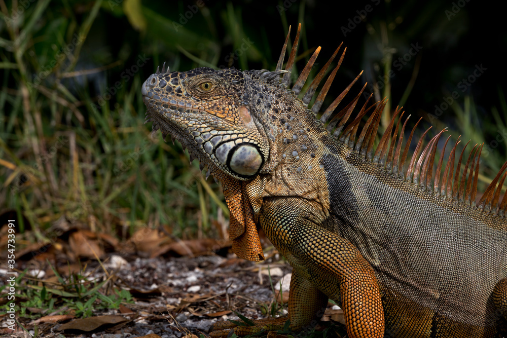 Invasive iguana in tropical Florida Invasive iguana in tropical Florida