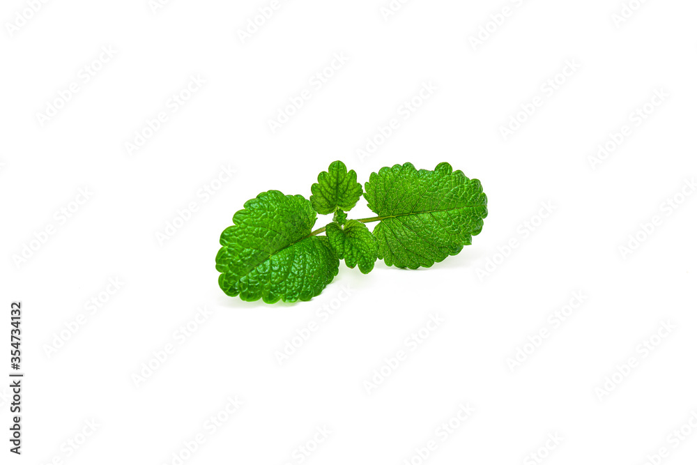 Pepper mint leaves, isolated on white background Pepper mint leaves, isolated on white background