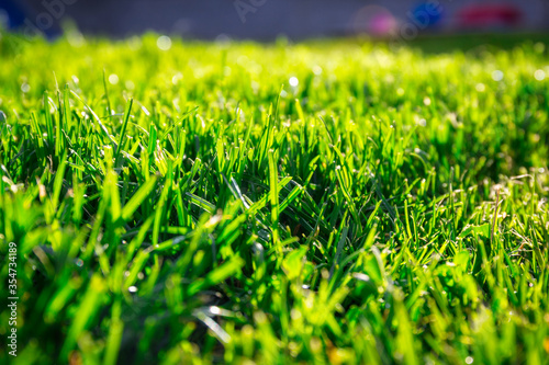 Lush grass in the haouse garden photo