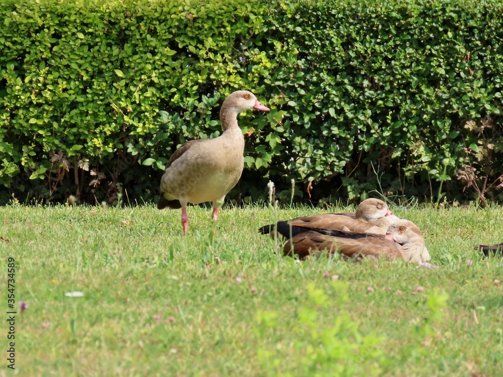Fototapeta premium Egyptian geese on green lawn