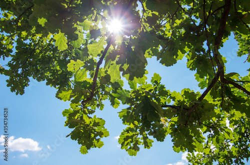 Green oak leaves on a branch in the sunlight