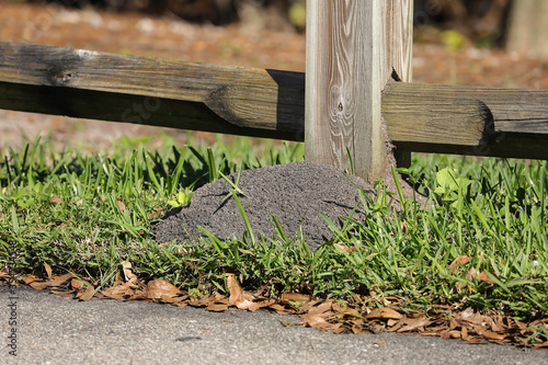 Fényképezés Large red ant mound hiding under a fence post in Florida, USA.