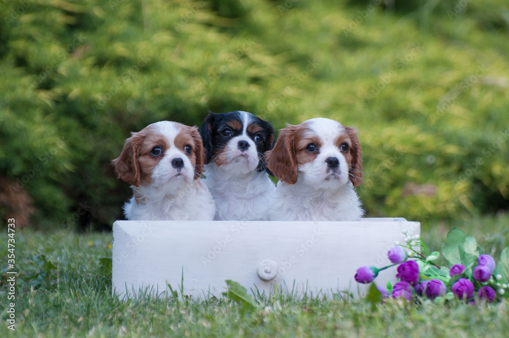 Puppies cavalier king Charles Spaniel in a beautiful Puppies cavalier king Charles Spaniel in a beautiful