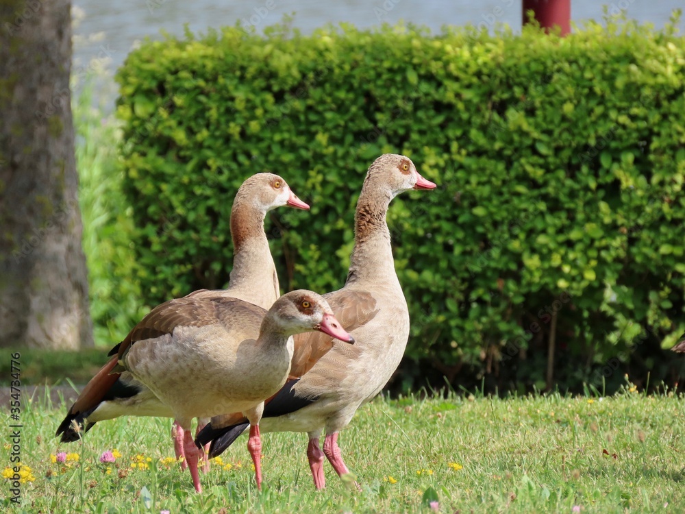 Egyptian geese on green lawn Egyptian geese on green lawn