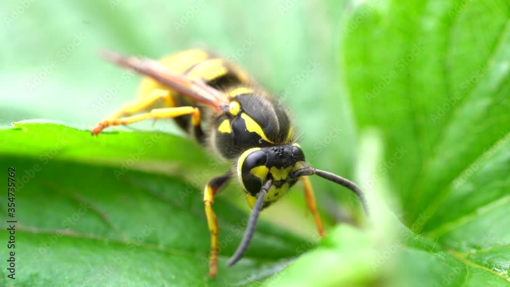 The wasp is sitting on green leaves. The dangerous yellow-and-black striped common Wasp sits on leaves The wasp is sitting on green leaves. The dangerous yellow-and-black striped common Wasp sits on leaves