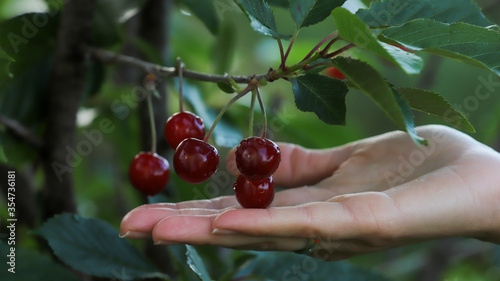 Woman hand holding Cherries