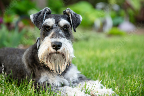 salt and pepper miniature schnauzer laying on green grass looking directly at viewer. 