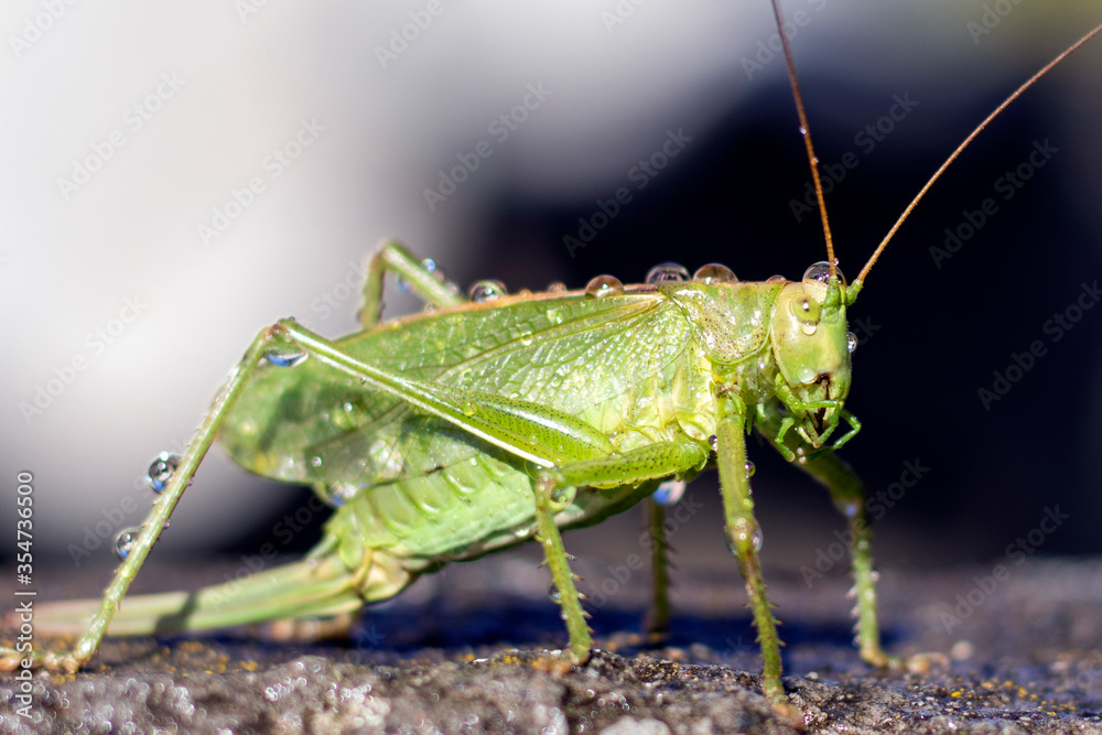A green grasshopper with dew drops on the body stands on a stone slab. close-up A green grasshopper with dew drops on the body stands on a stone slab. close-up