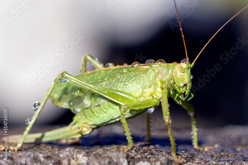A green grasshopper with dew drops on the body stands on a stone slab. close-up photo