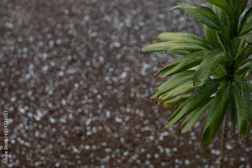 Queda de granizo