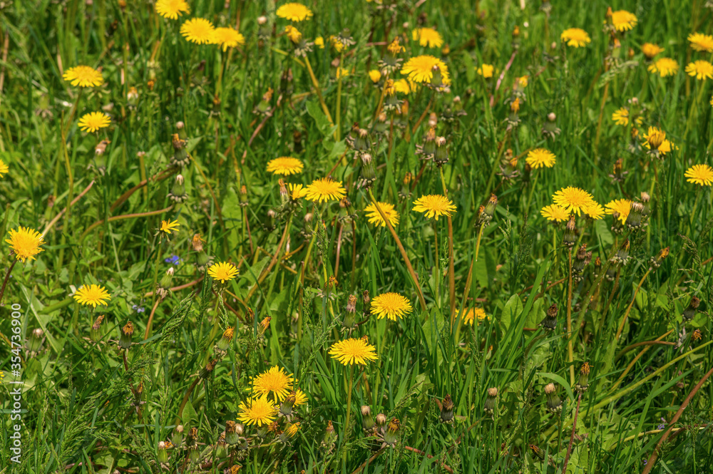 A weed dandelion on the home lawn. A landscaping. Selective focus. A weed dandelion on the home lawn. A landscaping. Selective focus.