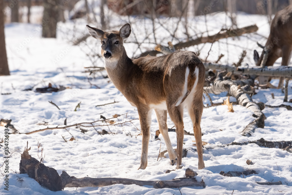 White Tail Deer in winter setting, snow on ground with trees in background White Tail Deer in winter setting, snow on ground with trees in background