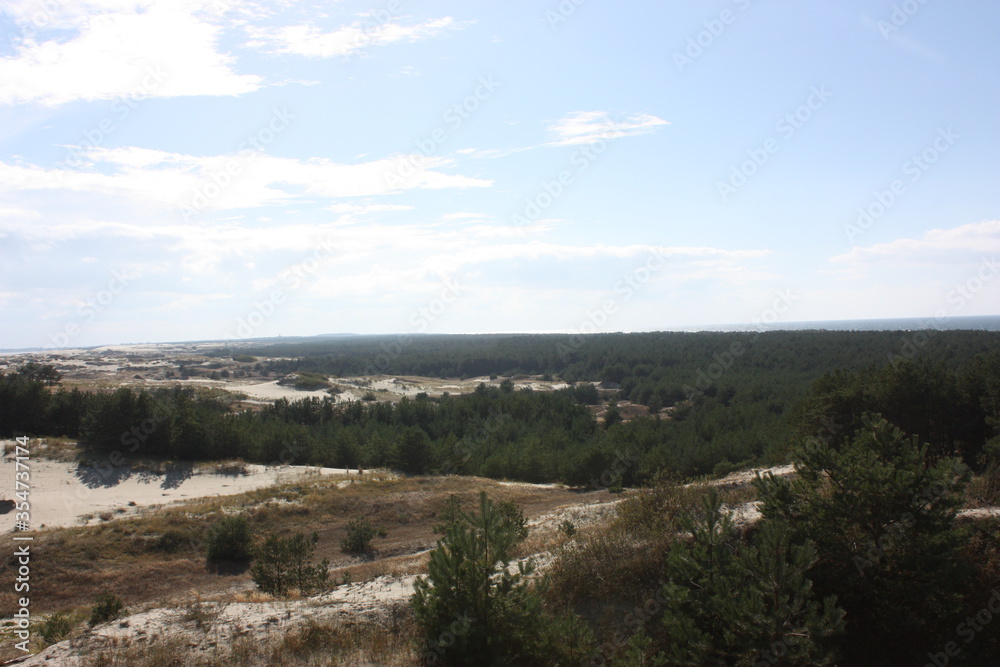 Fototapeta premium landscape with trees