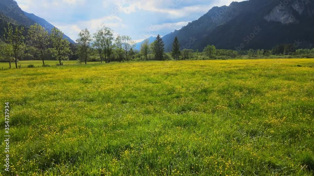 Low flight over a green meadow in the German Alps of Bavaria - Allgau district. aerial drone footage