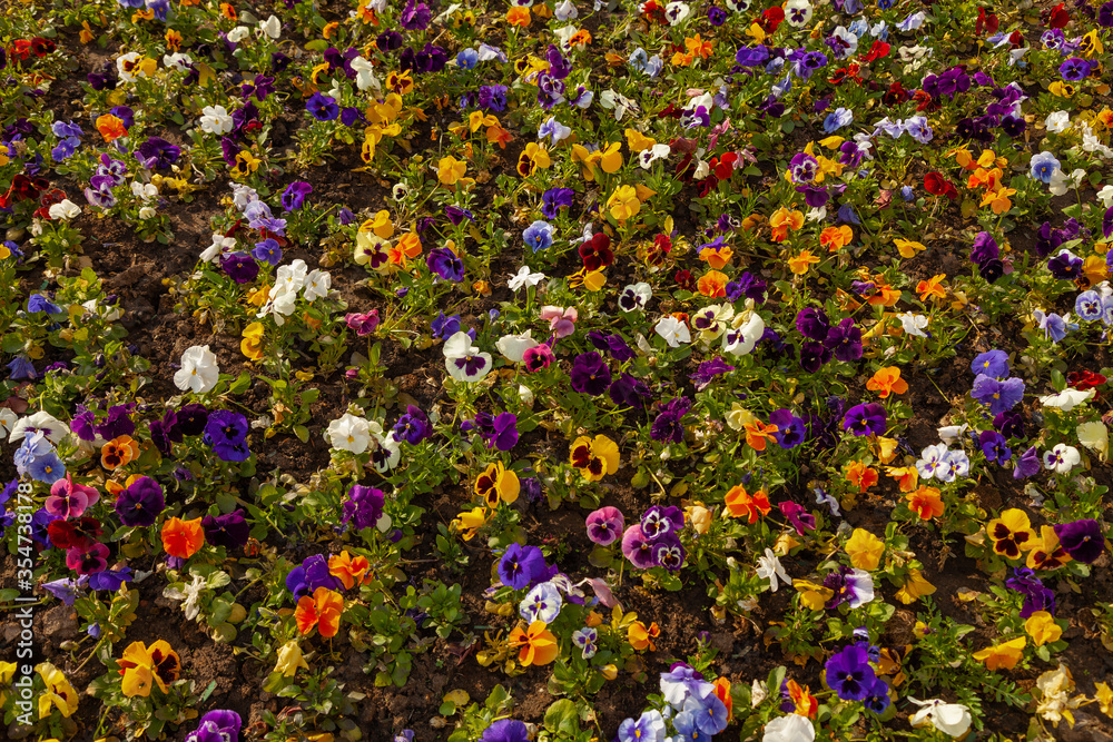 Bright multi-colored flowers grow on the field with a continuous carpet.