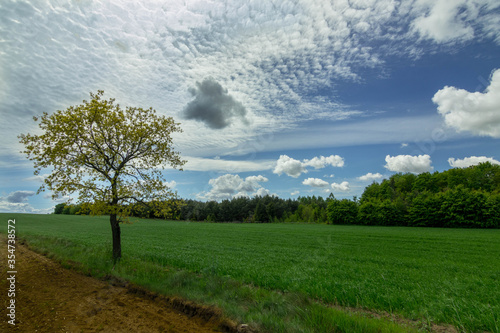 Drzewo pejza   widok chmur nieba pola
