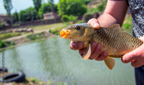  fish in the hands of a fisherman on the background of the lake.