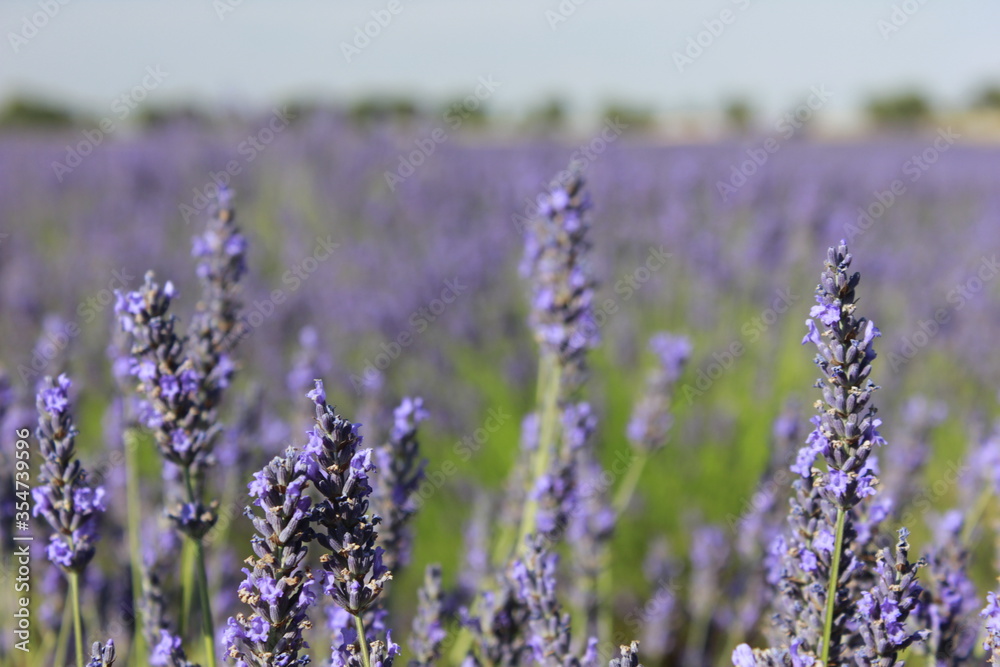 Obraz premium Beautiful Lavender field in Brihuega (Guadalajara)