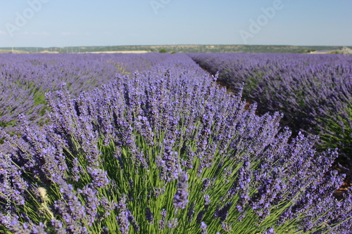 Beautiful Lavender field in Brihuega  Guadalajara 