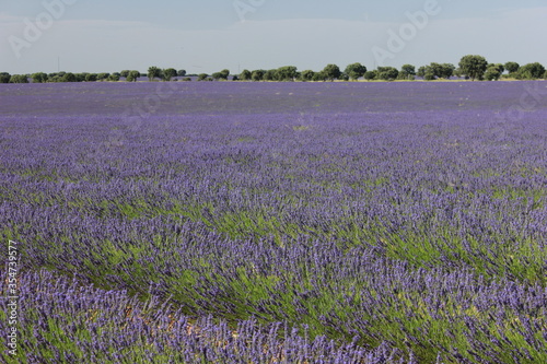 Beautiful Lavender field in Brihuega (Guadalajara)