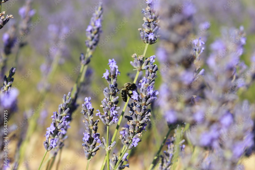 Beautiful Lavender field in Brihuega (Guadalajara) Beautiful Lavender field in Brihuega (Guadalajara)