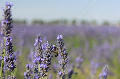 Beautiful Lavender field in Brihuega (Guadalajara)