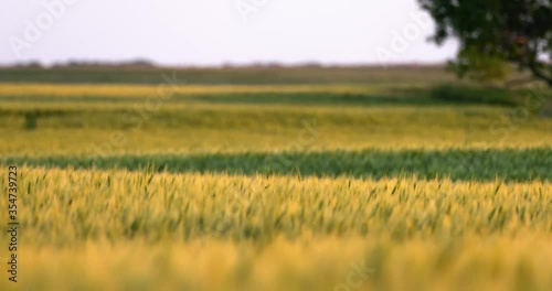 wheat sways in the breeze at dusk on the prairie