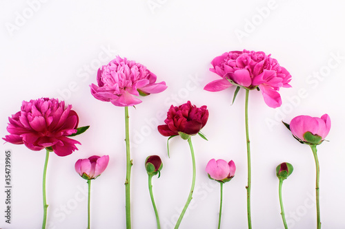 Border made of fresh pink and purple flowers of peony on a white background.