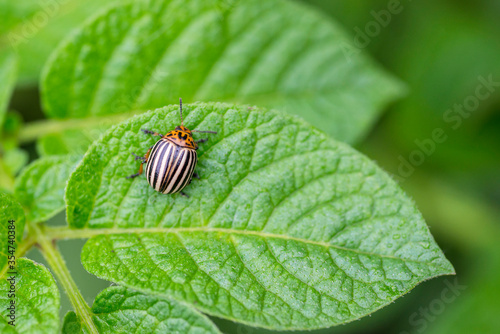 Colorado potato beetle eats potato leaves. Colorado potato beetle. Potato bug on green sheet