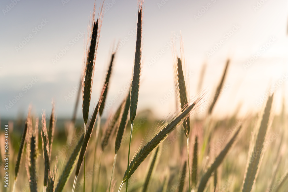 Ears of golden wheat close up. Rural scene under sunlight. Summer background of ripening ears of agriculture landscape. Natur harvest, natural product.