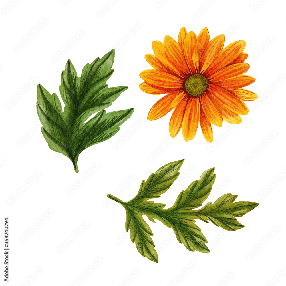 Orange chrysanthemum flower with leaves, tea plant Orange chrysanthemum flower with leaves, tea plant