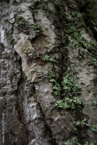 Tree Bark 