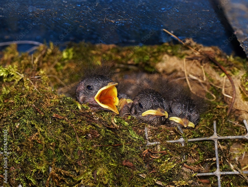 Obraz premium Chick of the wren in a nest in May