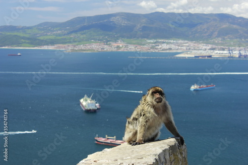 Views from Gibraltar (Great Britain). Monkeys.