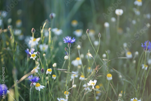 Wild field meadow with purple blue cornflowers and aromatic scented white camomile 