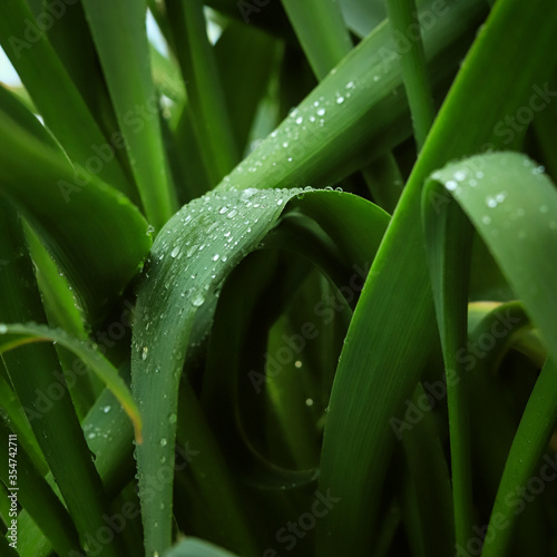 green leaves of plants after rain with water drops close up