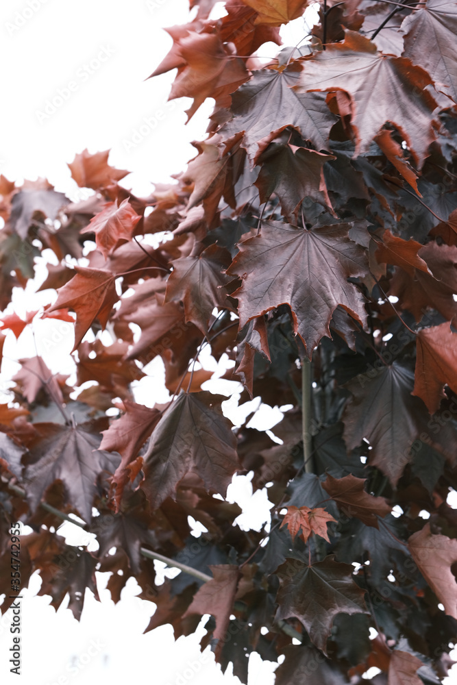 Fototapeta premium red maple leaves
