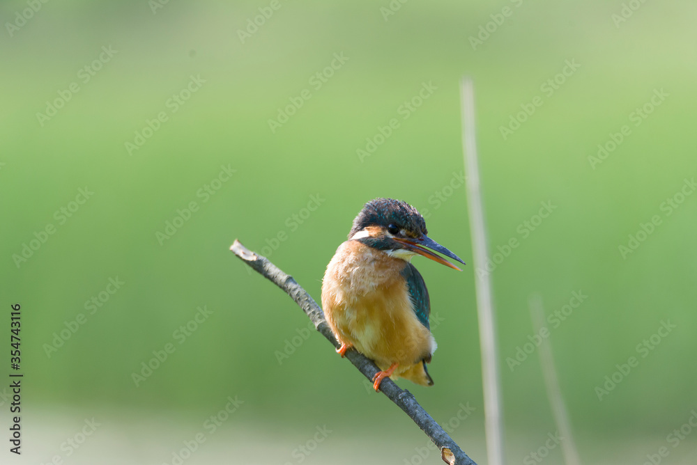 Fototapeta premium Zimorodek,Zimorodek zwyczajny, (Alcedo atthis) ,samica zimorodka,