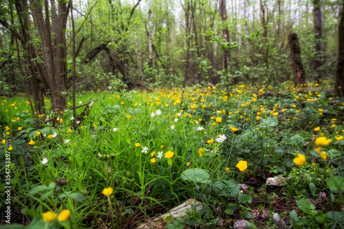 Flowers in the forest 