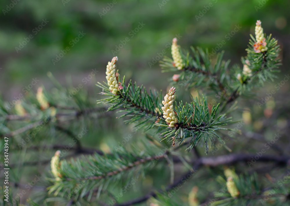 flowering pine cones in the forest on a warm spring day