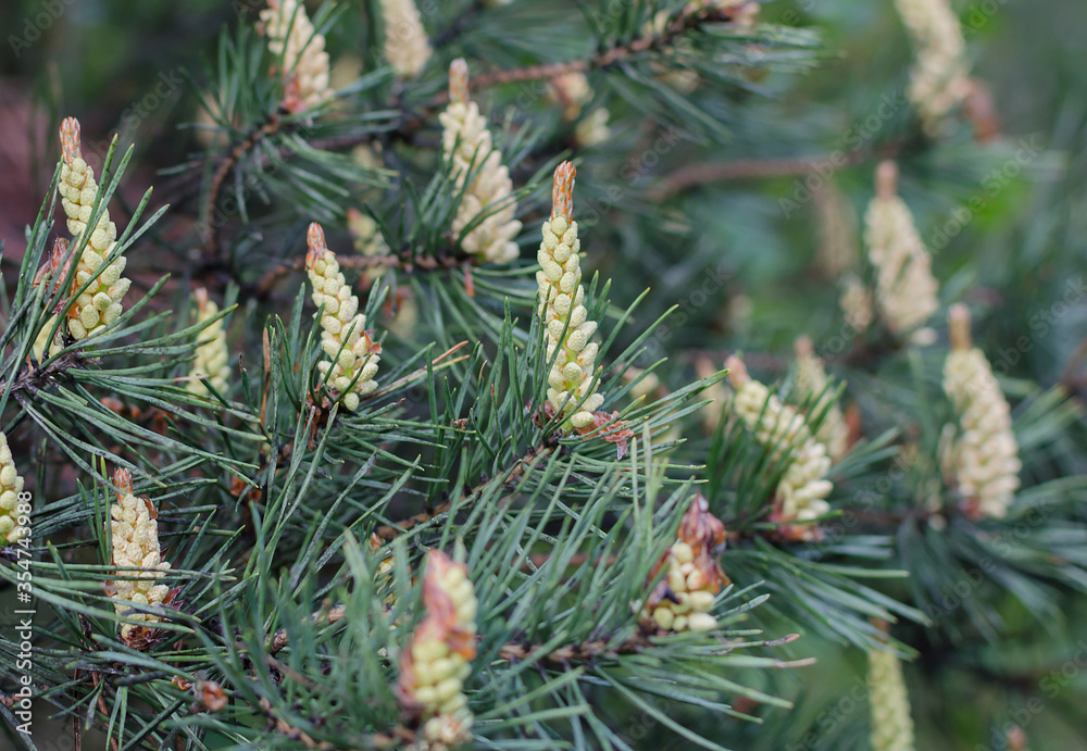 flowering pine cones in the forest on a warm spring day flowering pine cones in the forest on a warm spring day