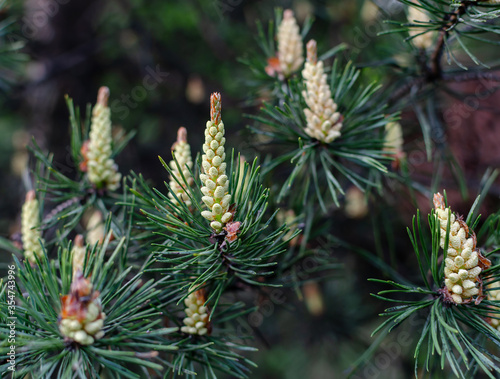 flowering pine cones in the forest on a warm spring day