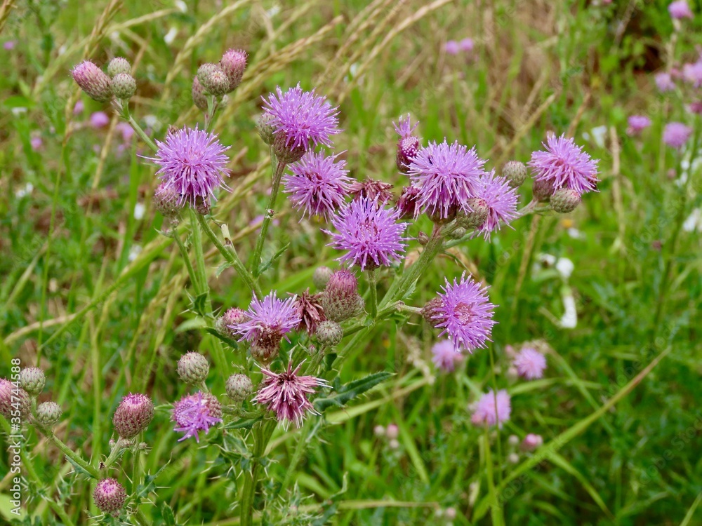 Canadian thistle flowers