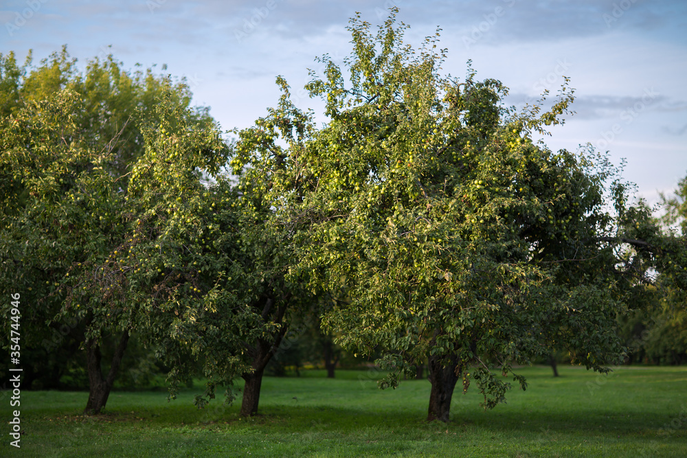 Apple-tree garden with apples in the trees, crop, harvest. Apple-tree garden with apples in the trees, crop, harvest.